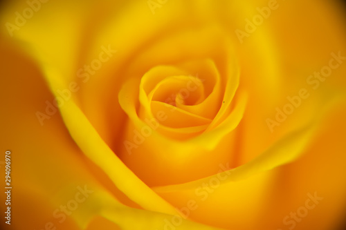 yellow rose