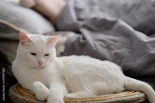 close up one pure white sleepy cat resting on cat tree under daylight. Blur bed with pillow and quilt background