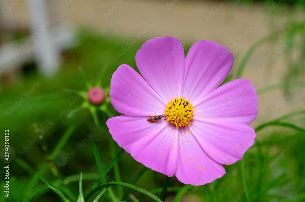 Close up cosmos flower with soft selective focus and soft background. Royalty high-quality stock photo image macro photography of cosmos flower