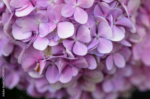 Hydrangea flower with soft selective focus and soft background. Royalty high-quality stock photo image macro photography of hydrangea flower isolated on nature background. 