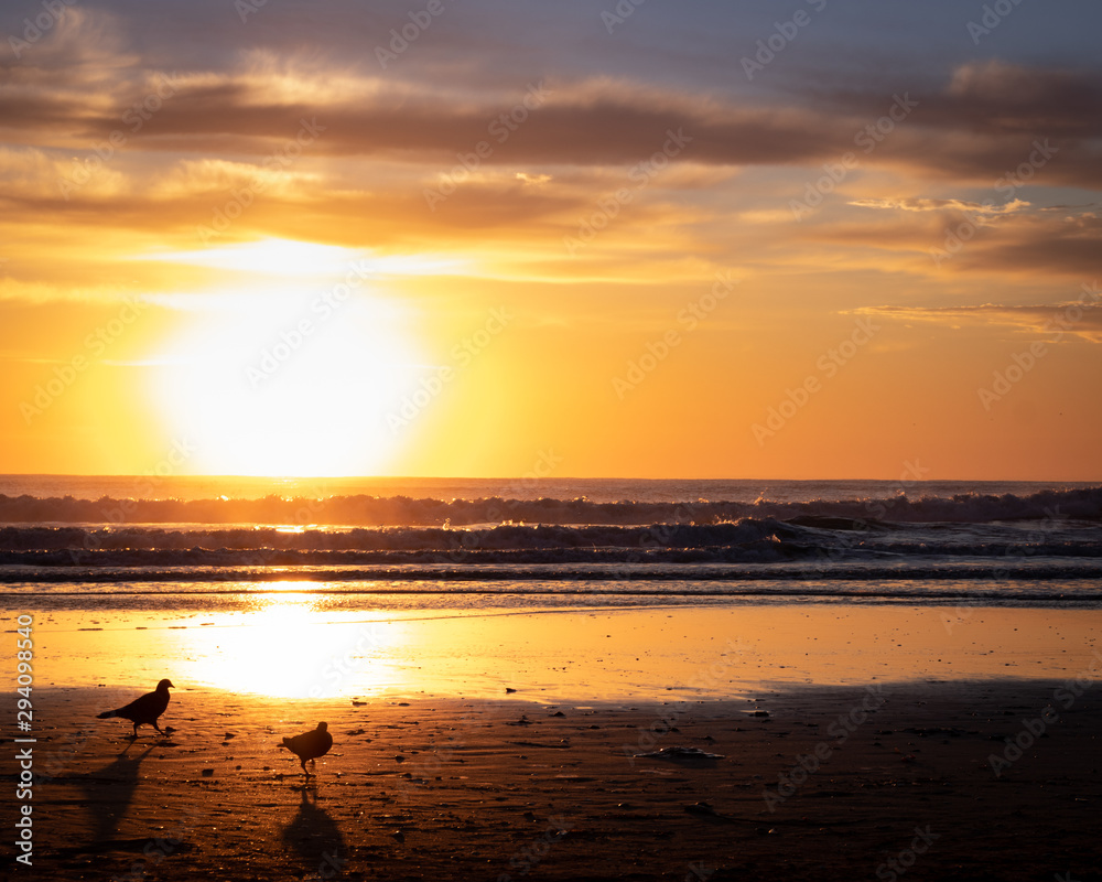 Aves en la playa