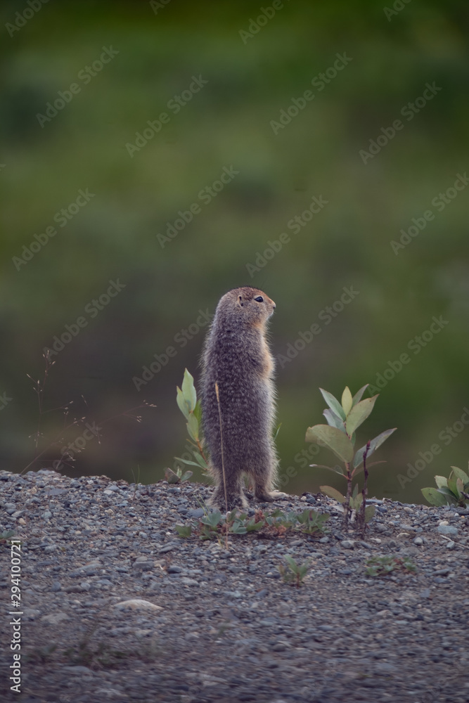 Naklejka premium chip enjoy the view