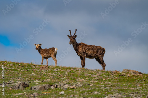 Caribou mit jungem