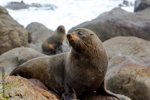 Wild native New Zealand fur seal resting on the rocks at the Cape Palliser Coast