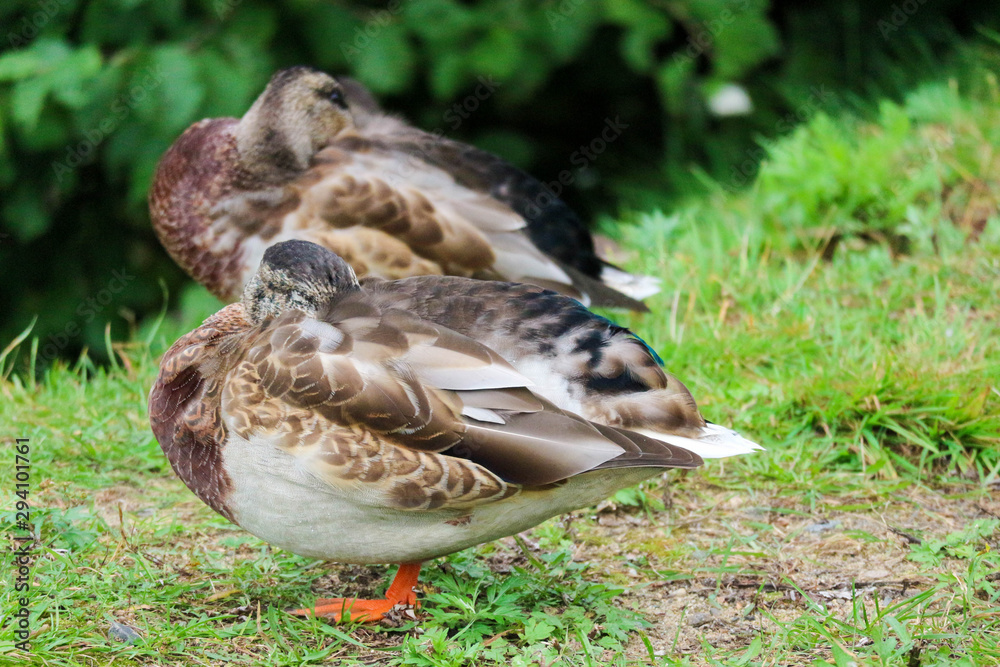 sleeping ducks standing in the grass sleeping ducks standing in the grass