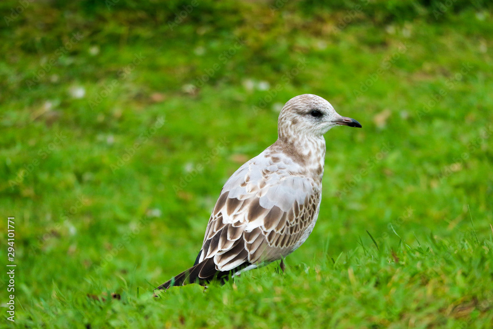 Obraz premium seagull on the grass close up