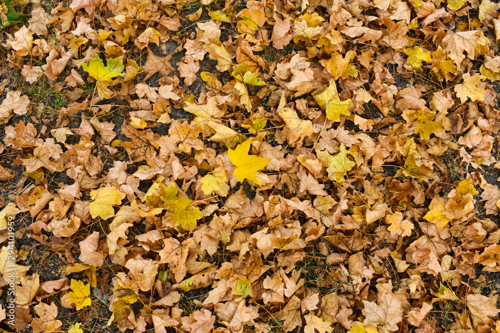 Colorful autumn leaves. natural background. Yellow maple leaf on the background of old brown leaves. Colorful autumn leaves. natural background. Yellow maple leaf on the background of old brown leaves.