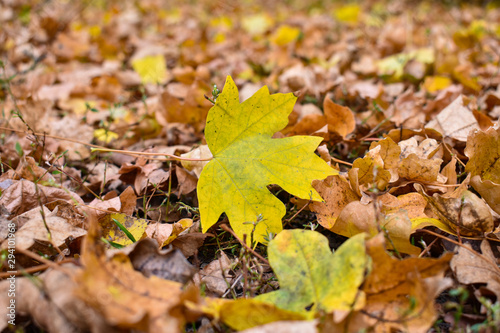 Colorful autumn leaves. natural background. Yellow maple leaf on the background of old brown leaves.