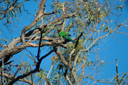 Parrot Australian ring neck in gum tree photo