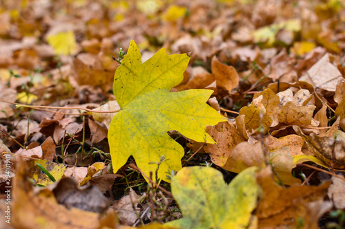 Yellow maple leaf on the background of old brown leaves.