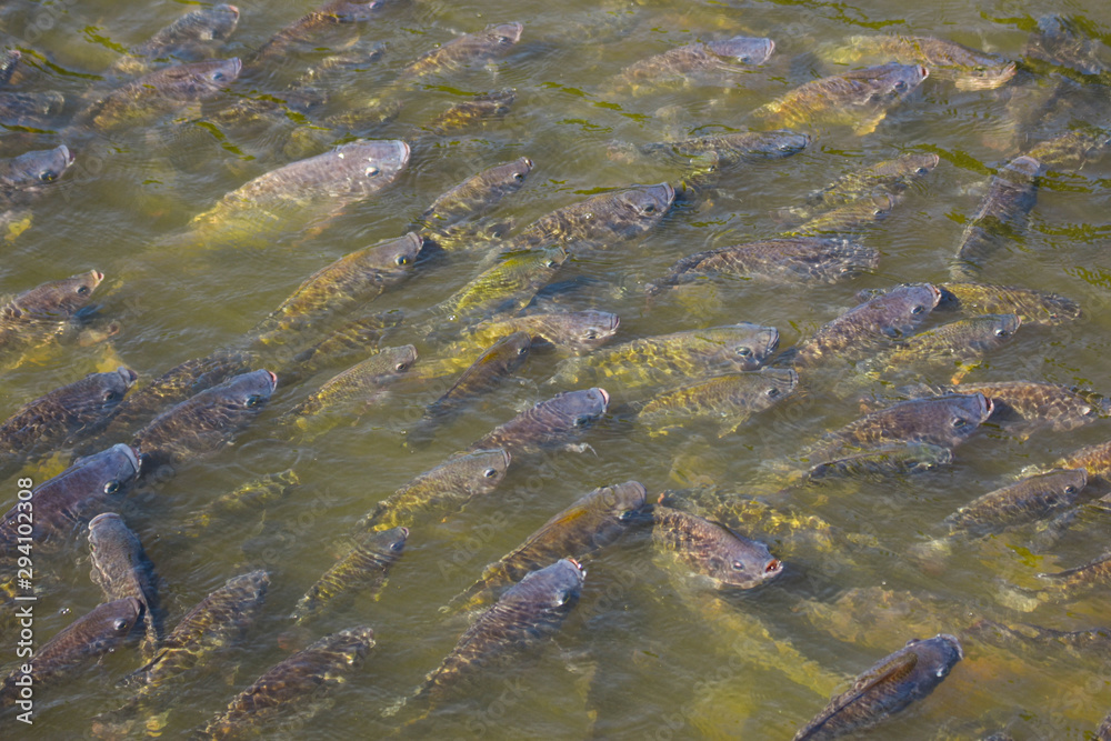 Nile tilapia in the pond is rising to get oxygen air on the surface.