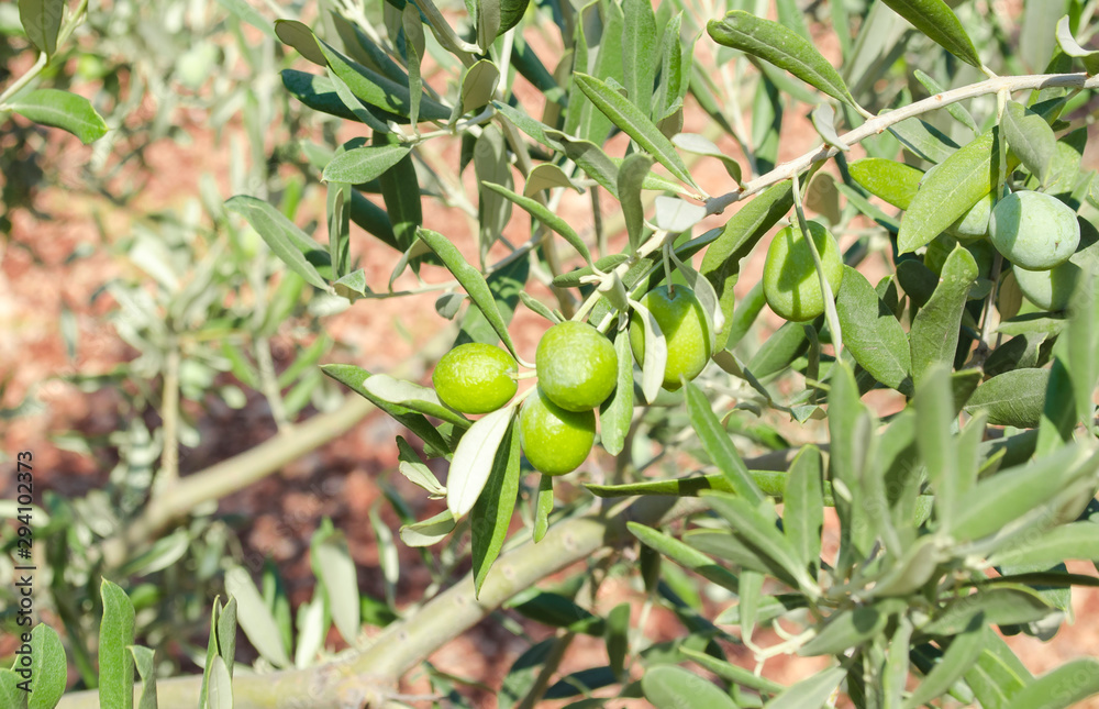 Turkey, Aegean region. Olive grove. Branch and green berries of olive close up. Green oblong leaves on background of red clay soil. Sunny summer day. Selective focus. Turkey, Aegean region. Olive grove. Branch and green berries of olive close up. Green oblong leaves on background of red clay soil. Sunny summer day. Selective focus.