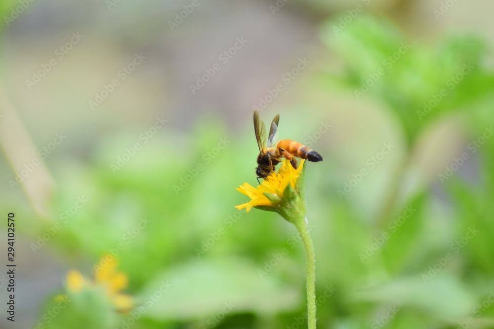 Bumble Bee on a bright yellow flower close up