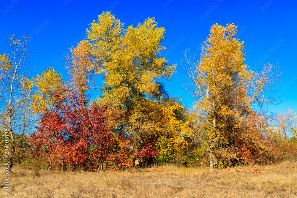 Autumn landscape with dry meadow and colorful fall trees Autumn landscape with dry meadow and colorful fall trees