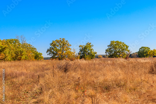 Autumn landscape with dry meadow and colorful fall trees