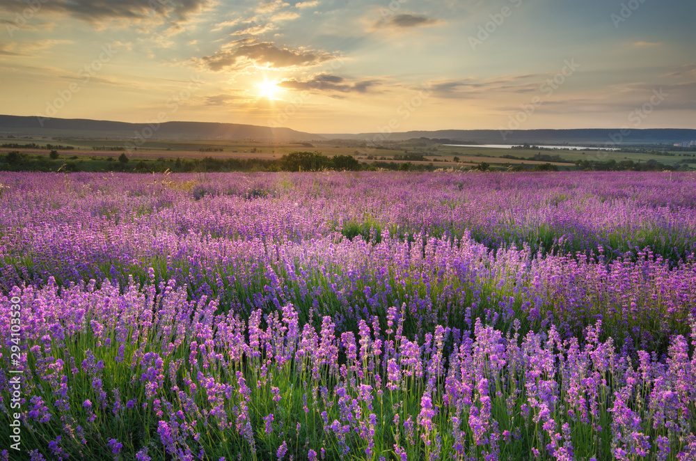 Obraz premium Meadow of lavender at sunset