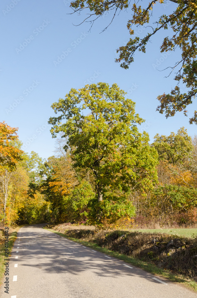 Fototapeta premium Beautiful day in fall season by a country road