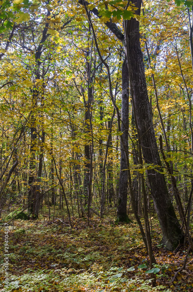 Deciduous forest by fall season Deciduous forest by fall season