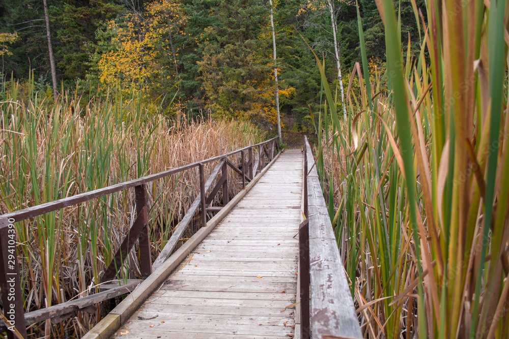 Fototapeta premium Wooden bridge over the wetland with dense cane grass in autumn, leading ahead