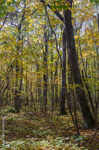 Wallpaper Mural Deciduous forest by fall season Torontodigital.ca