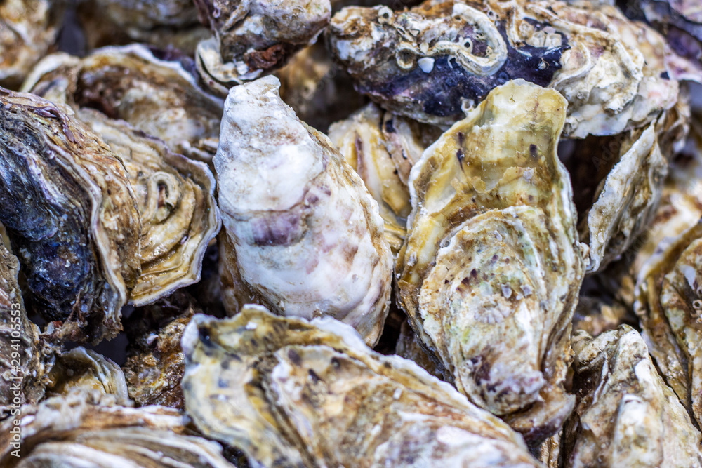Plenty of fresh closed oysters. Seafood. Close up.