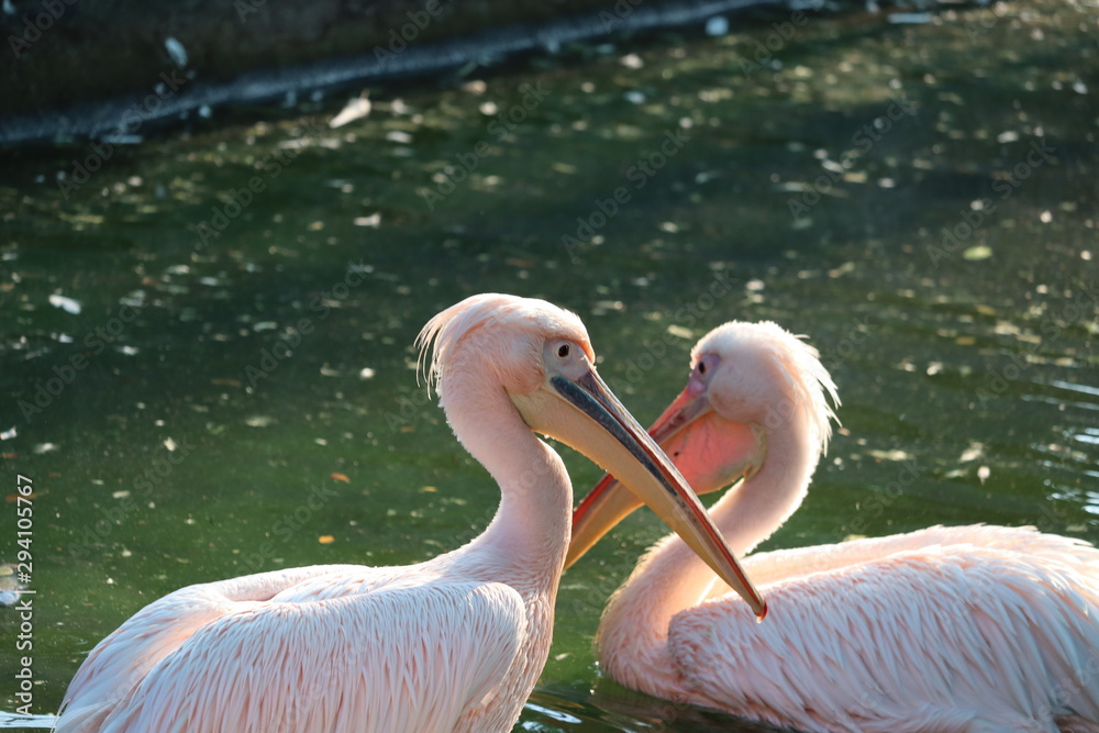 swimming on water side view of pelicans swimming on water side view of pelicans