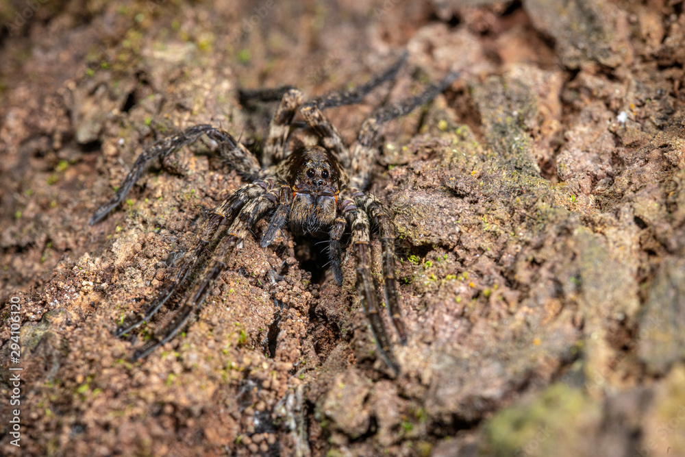 Wold Spider seen at Garo Hills,Meghalaya,India Wold Spider seen at Garo Hills,Meghalaya,India