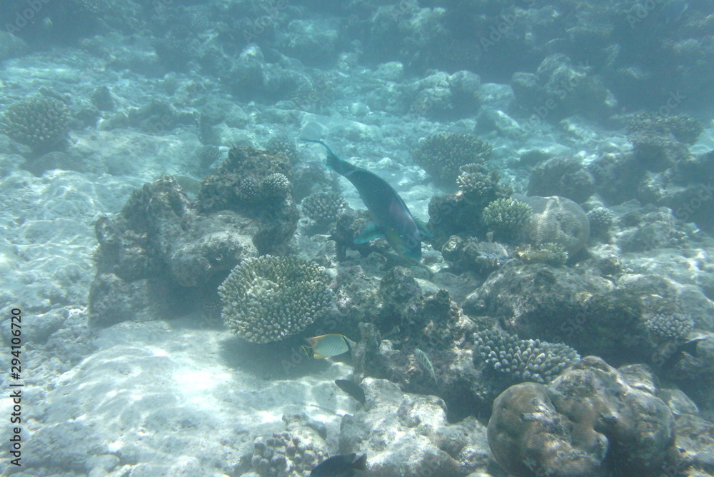 Tropical fish in the water of the Indian Ocean, Maldives Tropical fish in the water of the Indian Ocean, Maldives