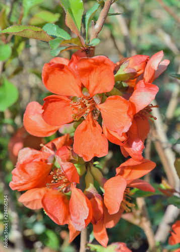 Flowers of quince-tree (Chaenomeles japonica) 4 photo