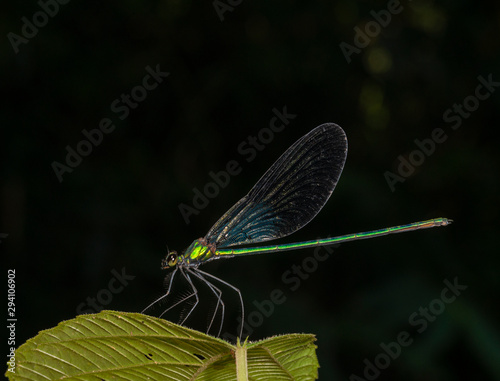 Matrona Nigripectus,Damselfly seen at stream near Garo Hills,Meghalaya,India. photo