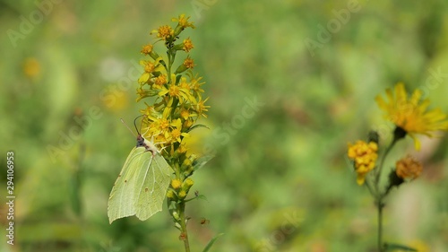  Butterfly on a yellow flower.