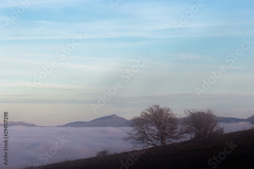 A tree silhouette above a sea of fog and mountains with snow at the distance