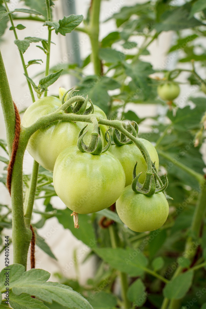 Unripe green tomatoes growing on bush in the garden