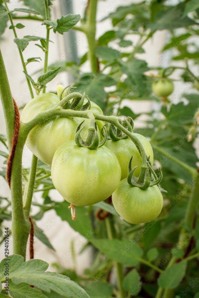 Unripe green tomatoes growing on bush in the garden Unripe green tomatoes growing on bush in the garden