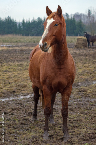 Red horse stands in the mud