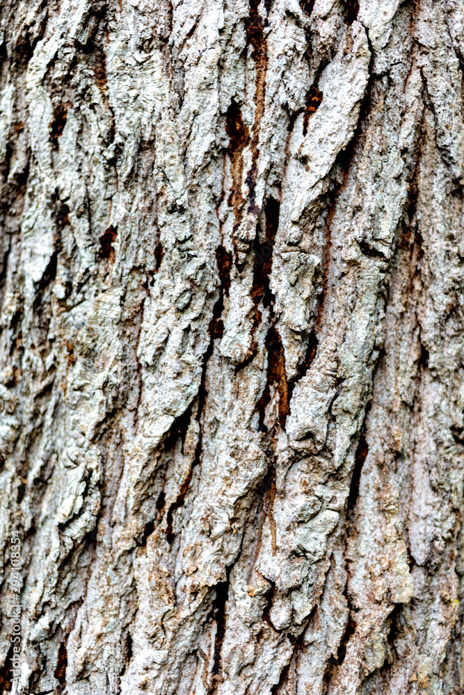 Fototapeta premium Close-up of bark in Japan