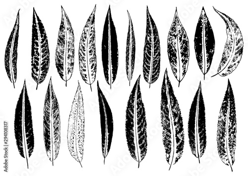 ink prints of natural willow leaves