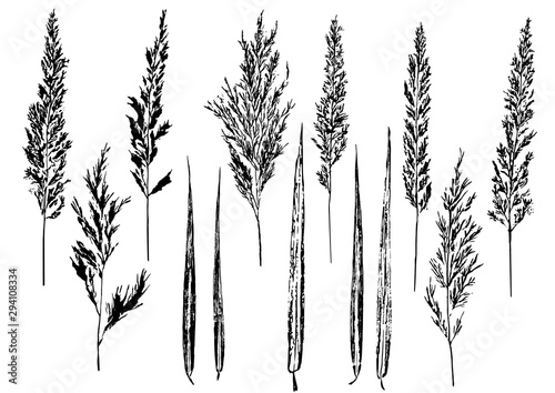 ink prints of natural reed