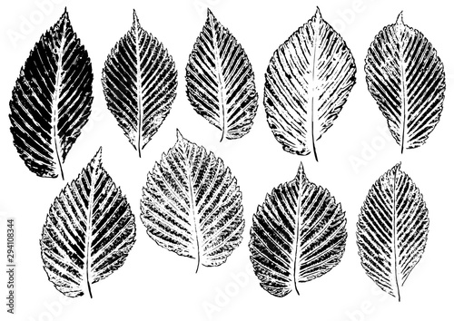 set of ink prints of natural elm leaves