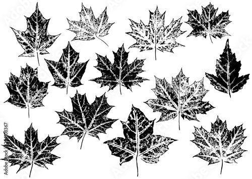 ink prints of maple leaves