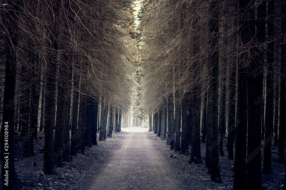 way to the scarry dead forrest way to the scarry dead forrest