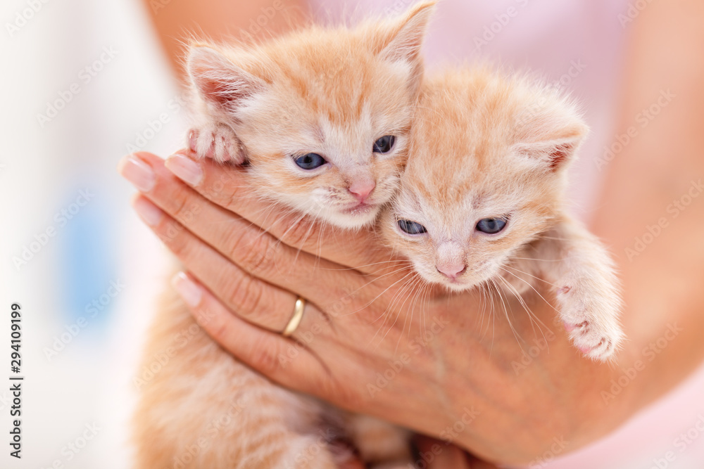 Adoreble fuzzy kittens in woman hands - close up