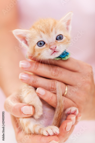 Woman hands hold a cute ginger kitten - close up