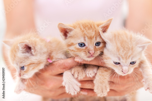 Fotografi Woman hands hold a bunch of three adorable kitten