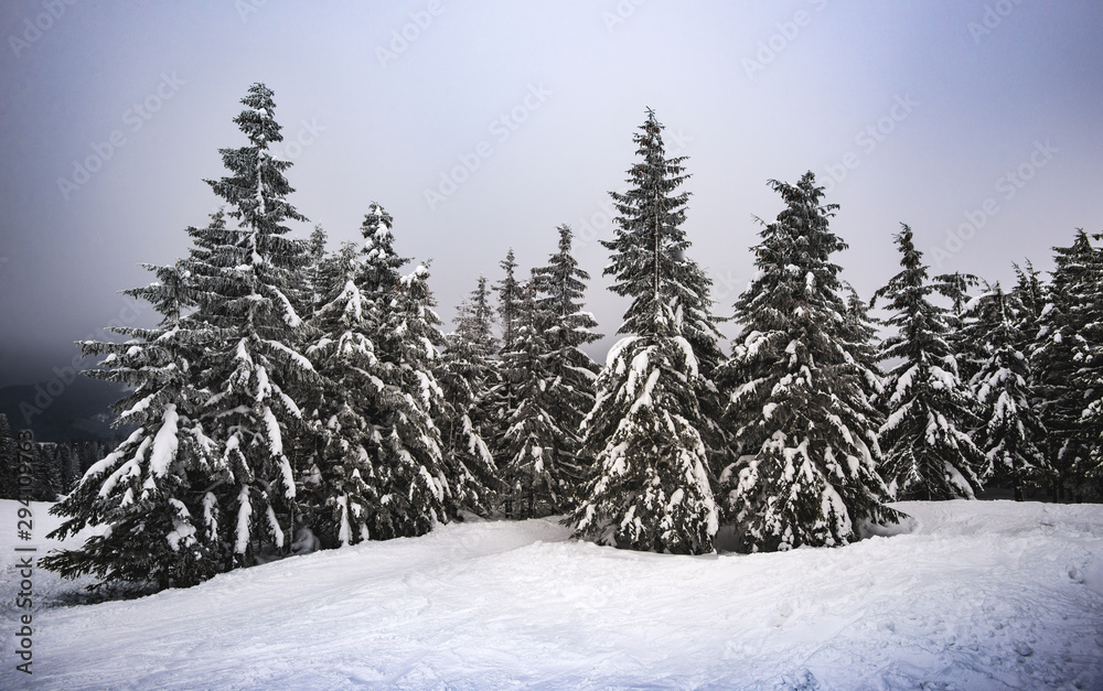 Slender tall Christmas trees with snowy branches