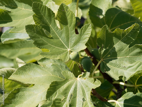 Ficus carica | Common fig tree. Buds, great lobed leaves and immature fruit with green skin