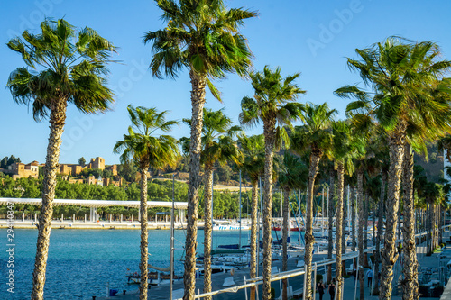 many Palm trees at Port malaga with Alcazaba background © Bernadett