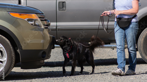 Photography Side view of black flat-coated retriever dog on leash sniffing automobile, doing