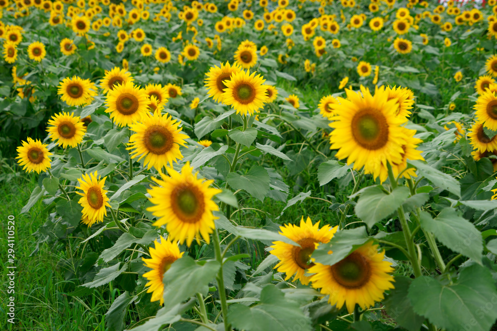 Many sunflowers in the field