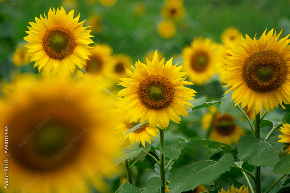 Many sunflowers in the field Many sunflowers in the field